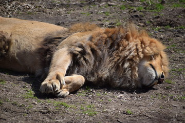 lion, animal, africa, wildlife, mammal, predator, cat, wild, lioness, nature, safari, carnivore, feline, zoo, african, grass, baby, fur, mane, cub, king, big, young, majestic, sleeping