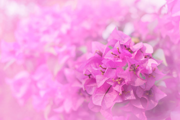 Sweet color of Paper or Bougainvillea flowers in soft and blur style for background. Pastel with vintage style.