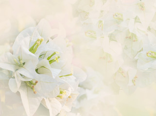 White color of Paper or Bougainvillea flowers in soft and blur style for background