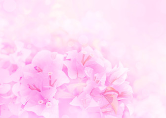 Sweet color of Paper or Bougainvillea flowers in soft and blur style for background. Pastel with vintage style.