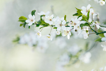 Fototapeta na wymiar Spring tree blossom