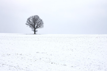 Fototapeta na wymiar Der Baum - Winterlandschaft Vogtland