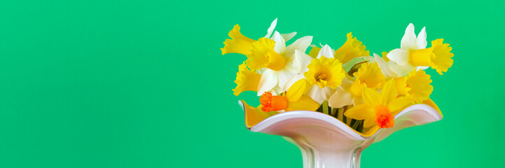 Multi colored daffodils against green background