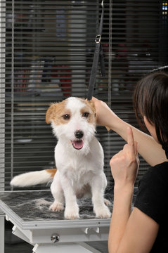 Jack Russel Terrier muß sitz machen beim Hundefriseur