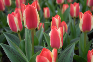 Red tulips in a garden in Lisse, Netherlands, Europe