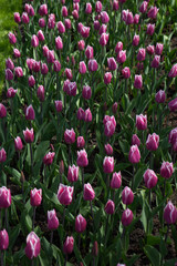 Pink tulip flowers in a garden in Lisse, Netherlands, Europe