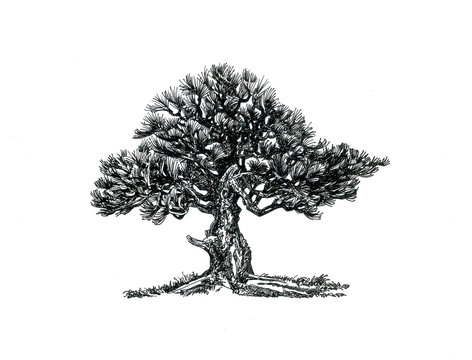 Coniferous bonsai, Japanese pine.