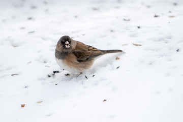 Dark-eyed junco eating seeds off the snow
