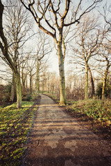 leafless trees on a path with sunshine in winter