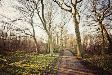 Obraz premium leafless trees on a path with sunshine in winter