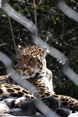 leopard, cat, animal, jaguar, wildlife, wild, mammal, predator, nature, feline, zoo, africa, spots, panthera, big, panther, fur, big cat, animals, spotted, carnivore, safari, amur leopard, pardus, cat