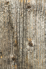 Structure of weathered plank