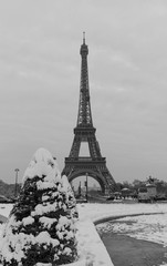 Eiffel tower and pine tree under the snow in winter - Paris