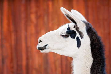 Obraz premium Headshot of a Llama