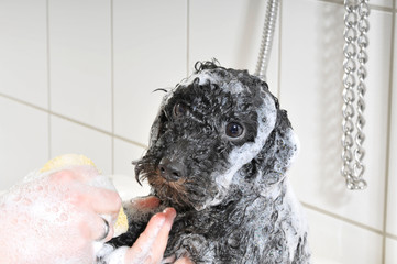 Pudel wird gebadet