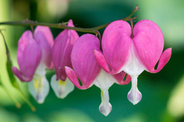 Bleeding hearts background