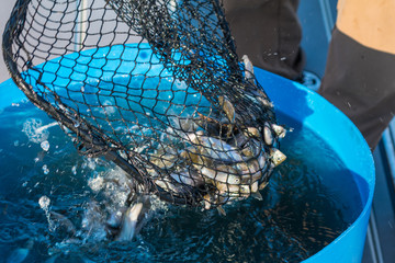Stocking fish in net