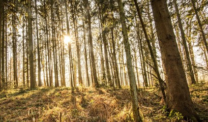 Forest with trees with golden light from sun