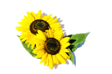 Obraz premium Sonnenblume Sonnenblumen isoliert freigestellt auf weißen Hintergrund, Freisteller