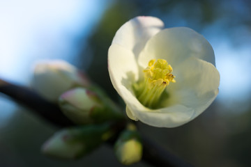 Natural background with white flower Japan quince branches and leaves.