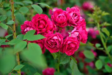 Red roses on a background of green leaves