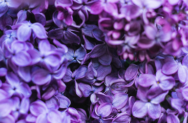 Closeup of purple lilac