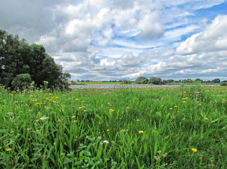 Fototapeta premium Blumenwiese an der Elbe bei Kirchqwerder