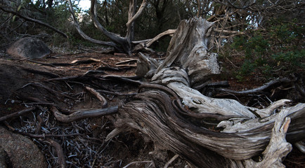 Macchia mediterranea - tronco di vecchio ginepro
