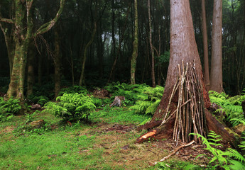 Tropical forest at Pozo da Alagoinha, Azores, Portugal, Europe