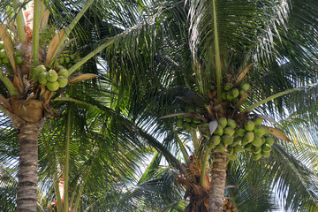Coconuts in the trees