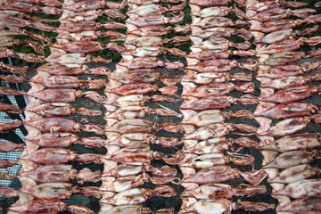 Tintenfische, zum Trocknen auf einem Rost ausgelegt