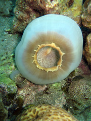 Scheibenanemone Grosses Elefantenohr - Amplexidiscus fenestrafer