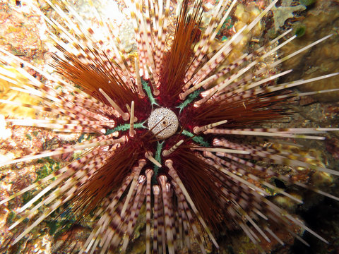 Bleistift-Diademseeigel  Echinothrix calamaris