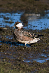 Eurasian Wigeon, Wigeon, Duck, Anas Penelope