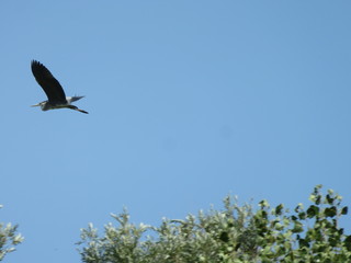 Airone Cenerino