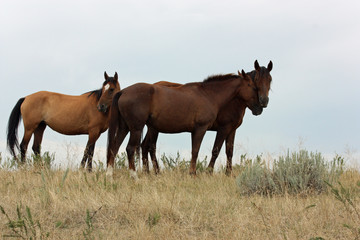 Obraz na płótnie Canvas Wild Horses Mustang