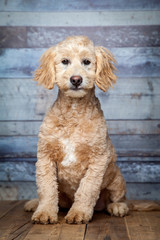 Adorable Goldendoddle Puppy