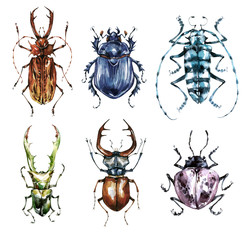 Watercolor beetles collection on a white background. Animal, insects. Entomology. Wildlife. Can be printed on T-shirts, bags, posters, invitations, cards, phone cases, pillows.