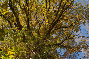 Vue de dessous d'un arbre