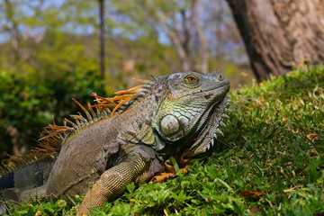 Green Iguana in tropical rainforest of Costa Rica, jungle in Pacific coast. Wildlife in Central America animal wildlife tropical botany reptile scale iguana fauna lizard claw close up