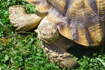 《爬虫類》ケヅメリクガメ
