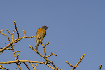 Eastern Bluebird sitting on the branch