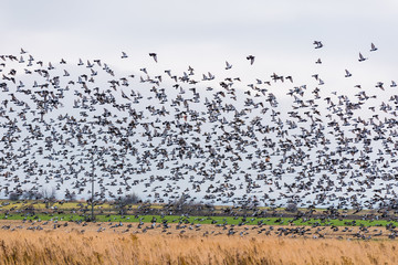 A large flock of birds lands in the field