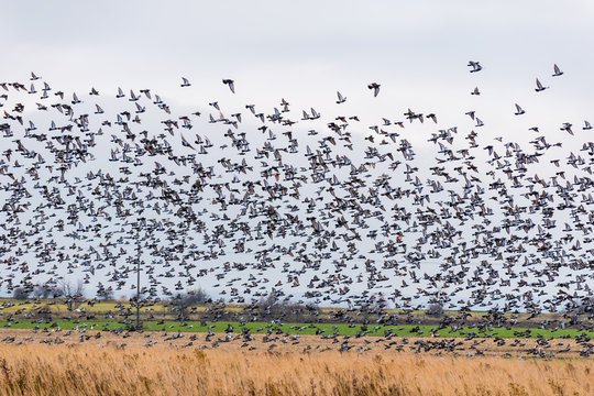 quot Flock Of Birds quot Images Browse 36 904 Stock Photos Vectors and quot Flock Of Birds quot Images Browse 36 904 Stock Photos Vectors and