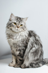 A beautiful Scottish cat. Animal protection.