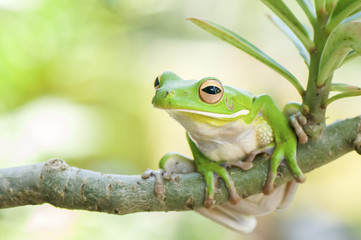 White Lips Frog
