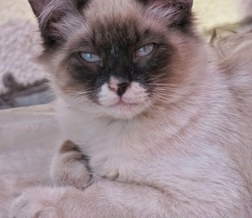 Gato mirando hacia la cámara con expresión de seriedad