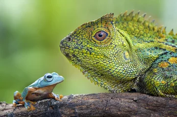 Foto op Canvas Flying Frog and Dragon Forest © rizaarif