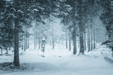 fallende schneeflocken in verschneiter waldlandschft