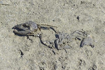 Dried carcass of pacific salmon after salmon run migration in Alaska, finishing the fishes life cycle of this valuable part of the ecosystem